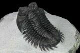 Coltraneia Trilobite Fossil - Huge Faceted Eyes #165922-5